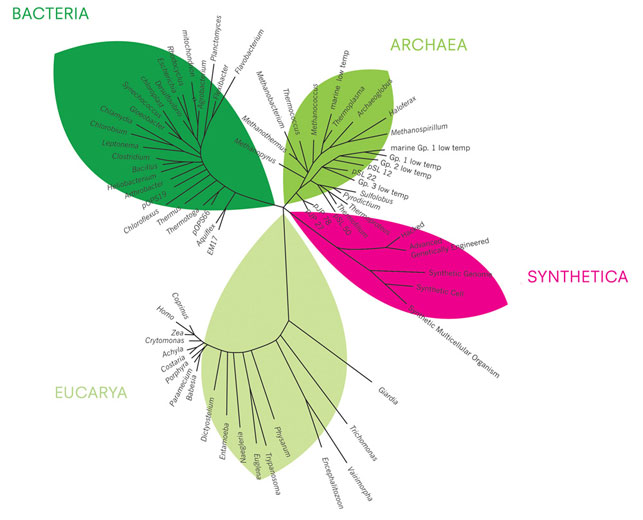 Syntha